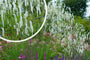 Burnett - Sanguisorba Tenuifolia var. alba