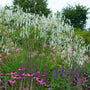 Burnett - Sanguisorba Tenuifolia var. alba