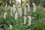 Großer Wiesenknopf - Sanguisorba officinalis (Höhe 120 cm)