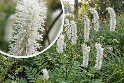 Großer Wiesenknopf - Sanguisorba officinalis (Höhe 120 cm)
