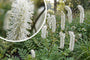 Großer Wiesenknopf - Sanguisorba officinalis (Höhe 120 cm)