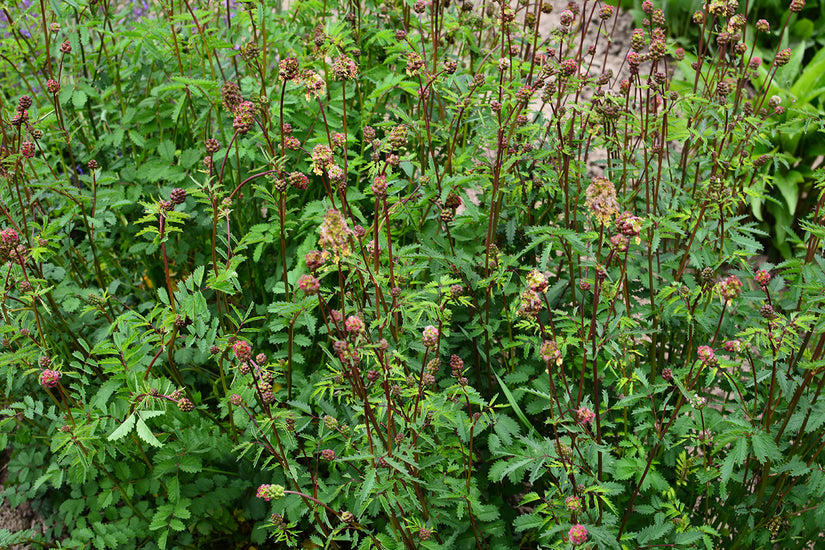 Bio-Pimpernel – Sanguisorba Minor
