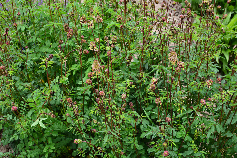 Bio-Beetpaket Liedewij kalkhaltiger Sandboden / sonnig
