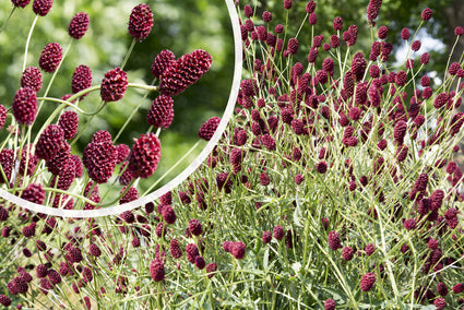 Große Wiesenbirne - Sanguisorba officinalis