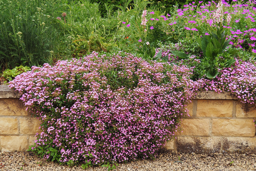 Seifenkraut - Saponaria ocymoides