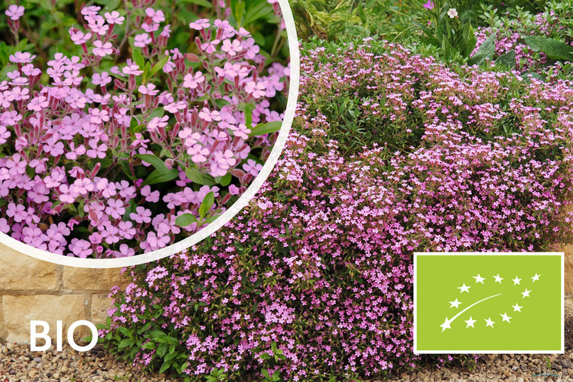 Seifenkraut - Saponaria ocymoides