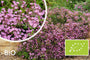 Seifenkraut - Saponaria ocymoides