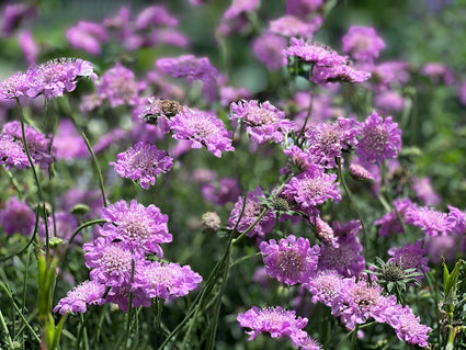 Bio-Scabiosa columbaria 'Pink Mist'