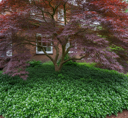 Pachysandra terminalis 'Green Carpet' onder japanse esdoorn acer bloodgood