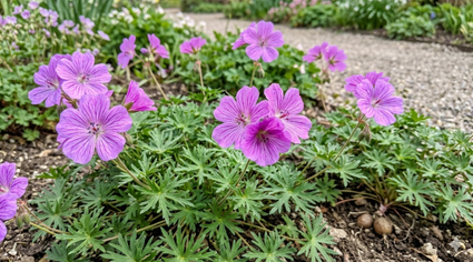 Storchschnabel - Geranium tuberosum