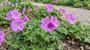Storchschnabel - Geranium tuberosum