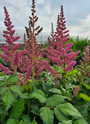 Biologisch Spierstruik - Astilbe chinensis 'Pumila'