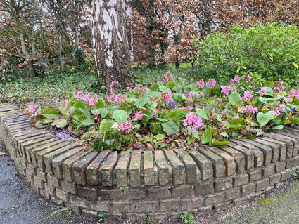 Schusterpflanze - Bergenia Crassifolia