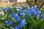 Sibirischer Blaustern Scilla Siberica - 120 Blumenzwiebeln