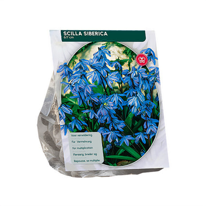 Sibirischer Blaustern Scilla Siberica - 120 Blumenzwiebeln