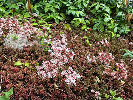 Weiße Mauerpfeffer / Mauerpfeffer - Sedum Album 'Coral Carpet'