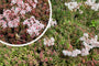 Weiße Mauerpfeffer / Mauerpfeffer - Sedum Album 'Coral Carpet'