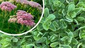 Fetthenne   Sedum 'Herbstfreude'