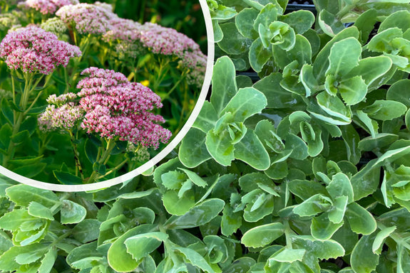 Fetthenne - Sedum 'Herbstfreude'