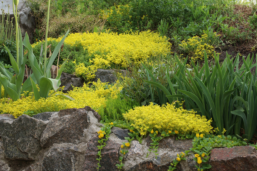 Mauerpfeffer - Sedum acre 'Yellow Queen'