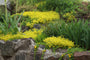 Mauerpfeffer - Sedum acre 'Yellow Queen'