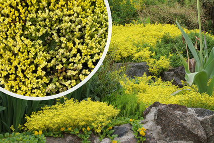 Mauerpfeffer - Sedum acre 'Yellow Queen'