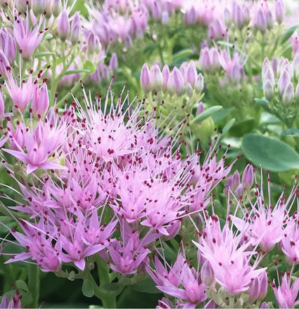 Bio-Fetthenne - Sedum spectabile 'Brillant'