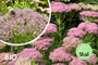 Bio-Fetthenne - Sedum spectabile 'Brillant'