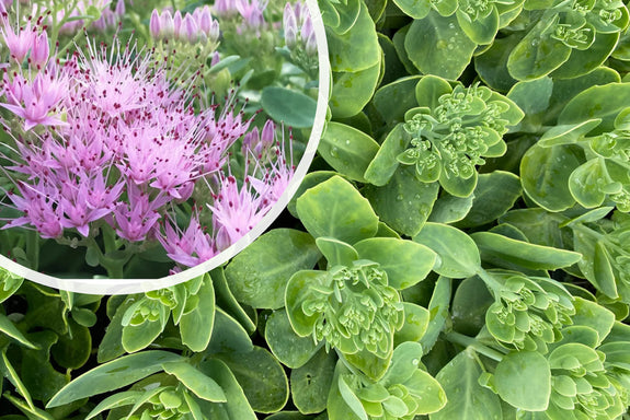 Mauerpfeffer - Sedum spectabile 'Brillant'