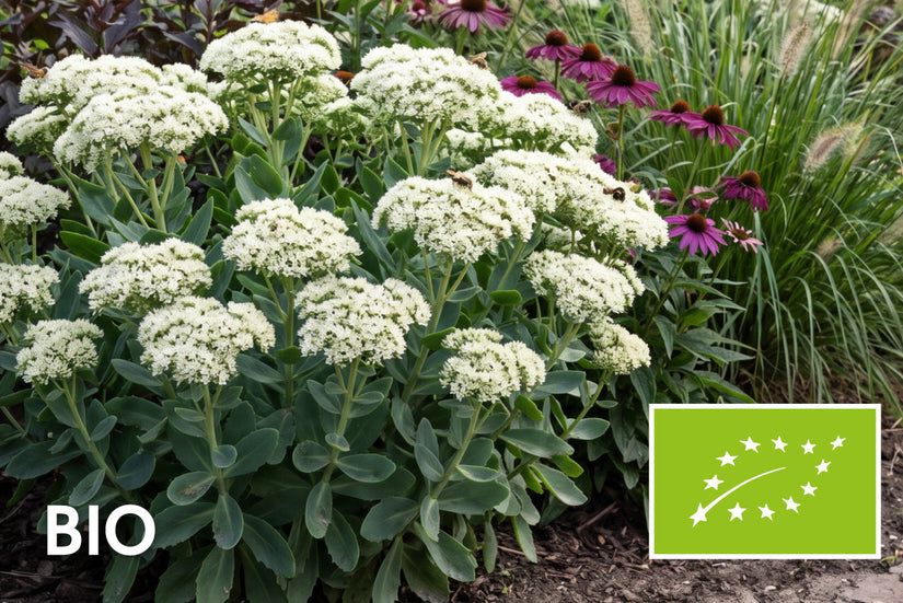 Biologisch Vetkruid - Sedum spectabile 'Stardust'