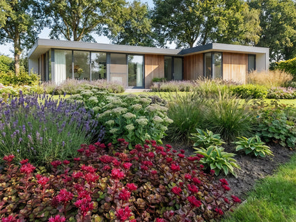 Rosa Mauerpfeffer - Sedum spurium 'Coccineum'