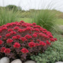 Rosa Fetthenne - Sedum spurium 'Schorbuser Blut'