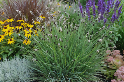 Bluegrass - Sesleria heufleriana