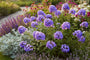 Phlox (Blau 100 cm) - Phlox paniculata 'Blue Paradise'