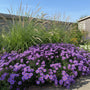 Herbstaster (Aster 'Wood's Purple')
