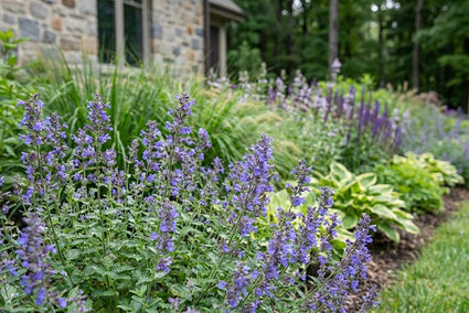 Berg-Felsenthymian - Calamintha nepeta 'Marvelette Blue'