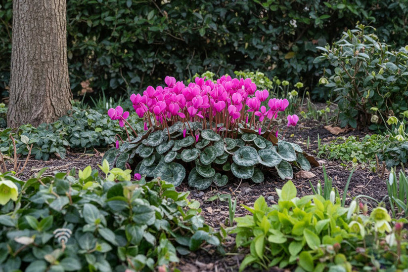 Alpenveilchen - Alpenveilchen coum