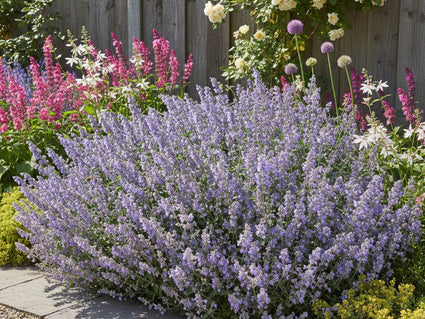 Katzenminze - Nepeta faassenii 'Senior'