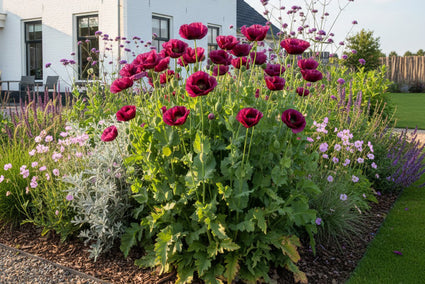 Orientalischer Mohn - Papaver orientale 'Patty's Plum'