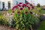 Orientalischer Mohn - Papaver orientale 'Patty's Plum'
