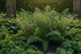 Glänzender Schildfarn - Polystichum polyblepharum