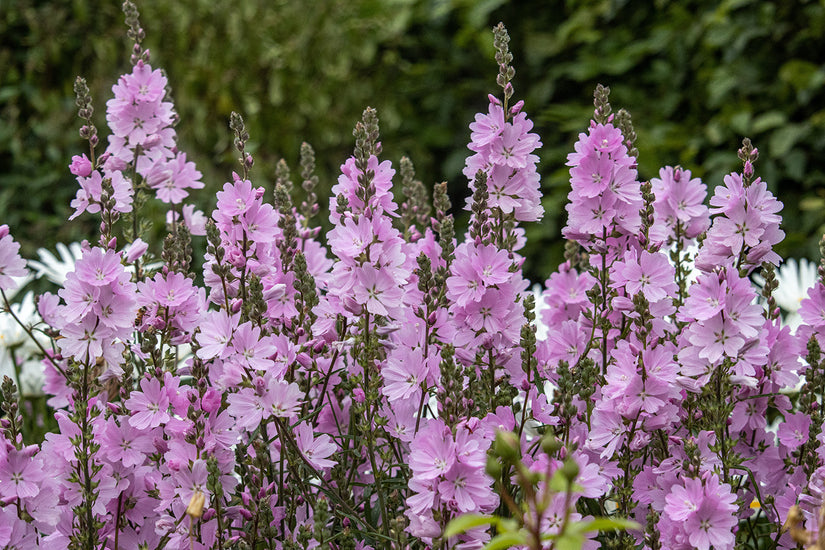 Bio-Griechische Malve - Sidalcea 'Elsie Heugh'