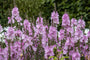 Bio-Griechische Malve - Sidalcea 'Elsie Heugh'