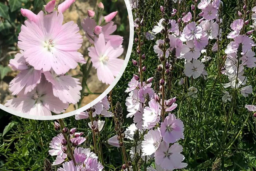 Griechische Malve - Sidalcea 'Elsie Heugh'