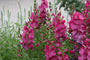 Griekse Malva - Sidalcea 'Rose Bouquet'