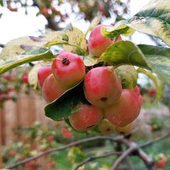 Zierapfel am Stiel (Orange/Rot) - Malus 'Evereste'