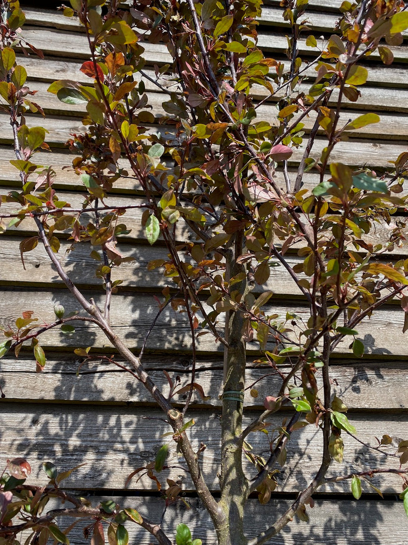 Zierapfel - Malus 'Rudolph' Hochstämmiger Baum