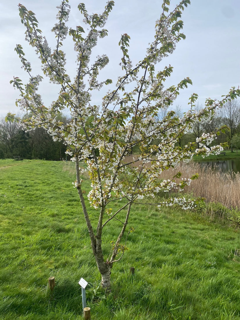 Zierkirsche - Prunus subhirtella 'Autumnalis Rosea'