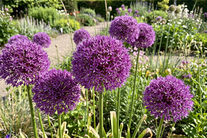 Zierlauch Allium 'Pinball Wizard' - 6 Blumenzwiebeln