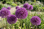 Zierlauch Allium 'Pinball Wizard' - 6 Blumenzwiebeln